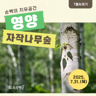 [7월&여기] 순백의 치유공간 영양 자작나무숲 7월 31일(목)